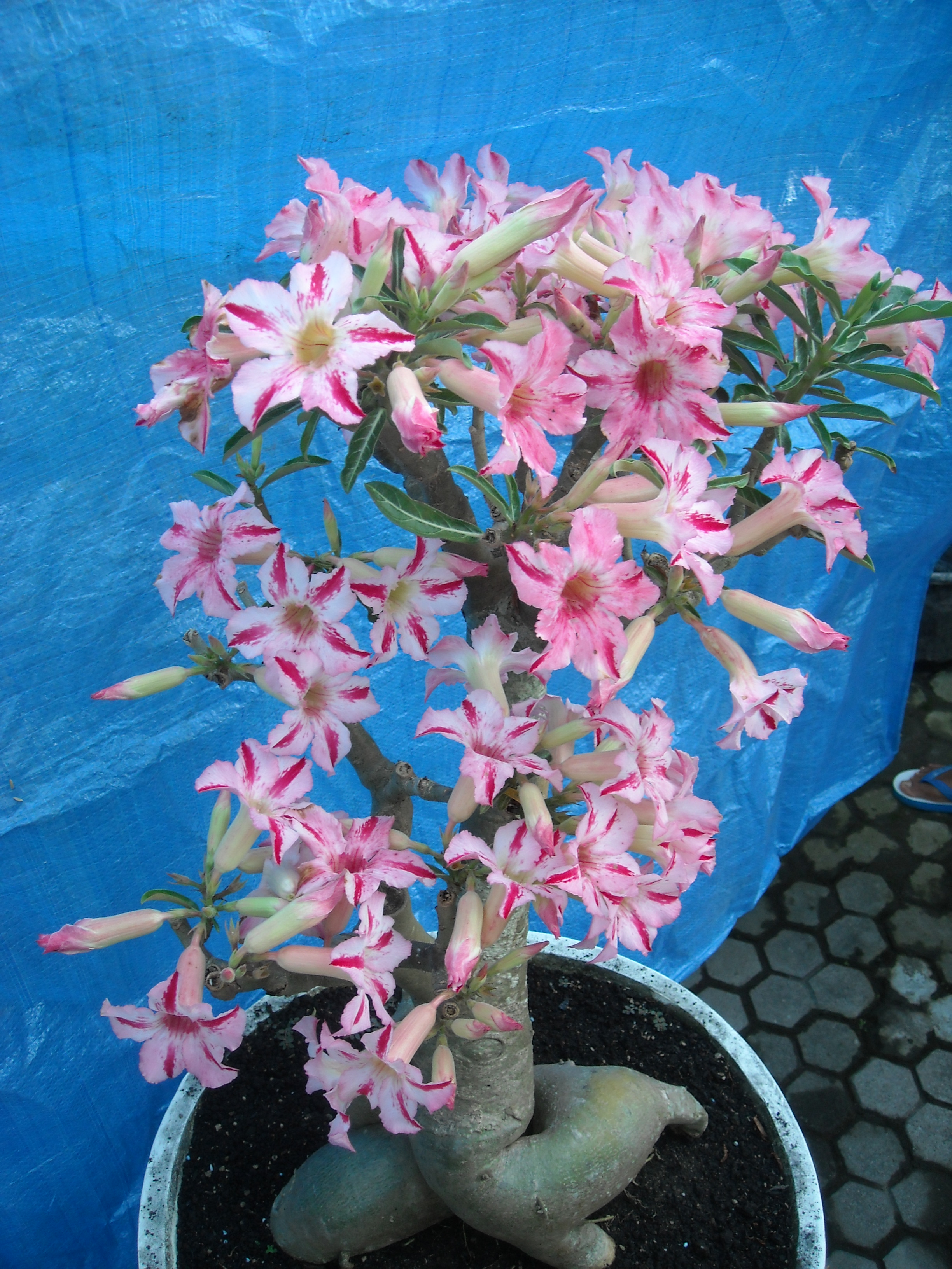  Tips  Merawat  Bunga  Adenium TUNJUNG FLORA spesialis 